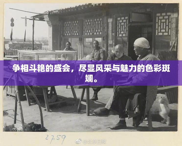 争相斗艳的盛会，尽显风采与魅力的色彩斑斓。