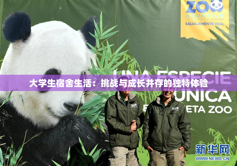 大学生宿舍生活：挑战与成长并存的独特体验