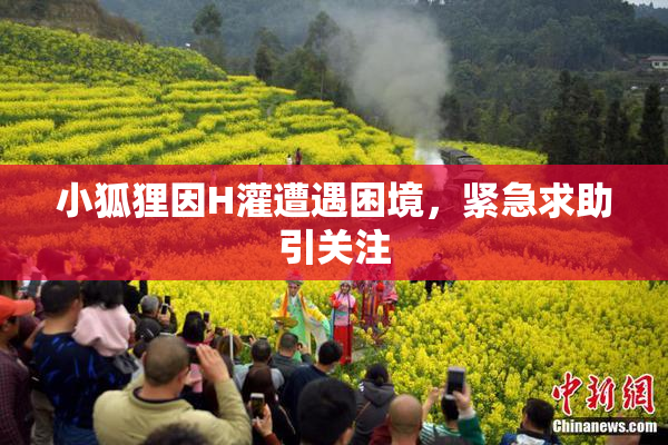 小狐狸因H灌遭遇困境，紧急求助引关注