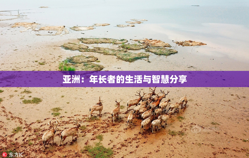 亚洲：年长者的生活与智慧分享