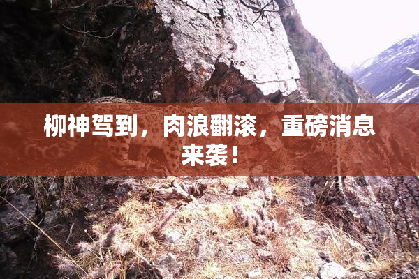 柳神驾到，肉浪翻滚，重磅消息来袭！