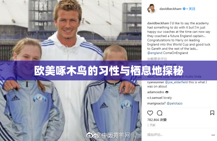 欧美啄木鸟的习性与栖息地探秘