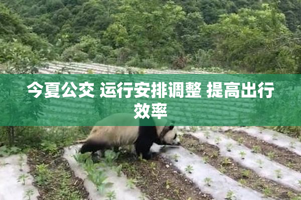 今夏公交 运行安排调整 提高出行效率