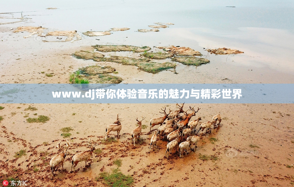 www.dj带你体验音乐的魅力与精彩世界