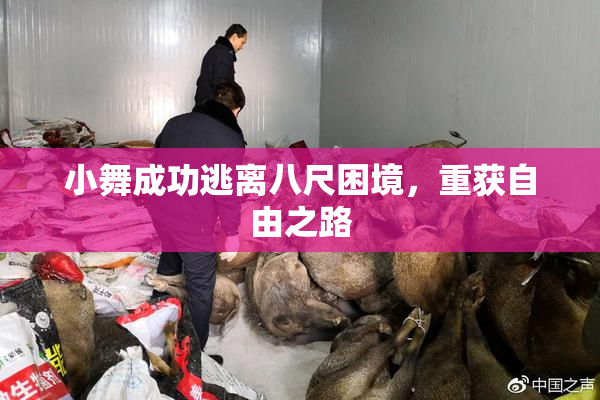 小舞成功逃离八尺困境，重获自由之路