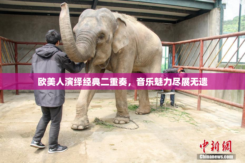 欧美人演绎经典二重奏，音乐魅力尽展无遗
