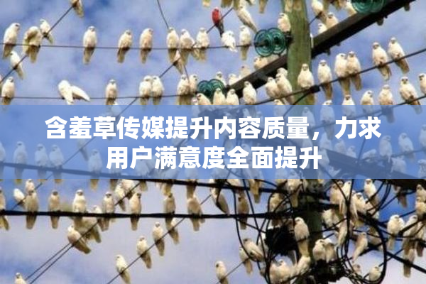 含羞草传媒提升内容质量，力求用户满意度全面提升