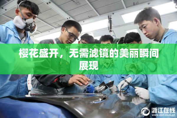 樱花盛开，无需滤镜的美丽瞬间展现