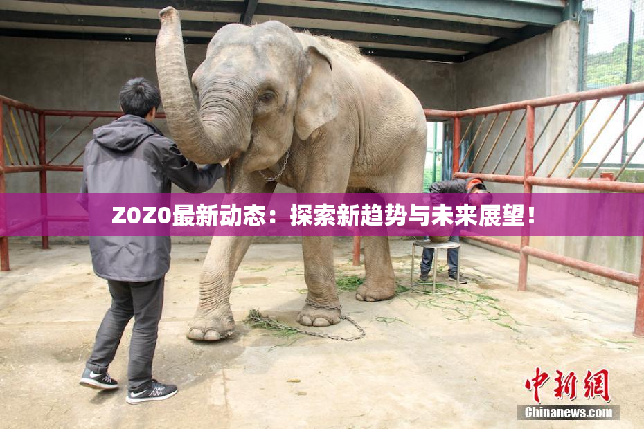 Z0Z0最新动态：探索新趋势与未来展望！