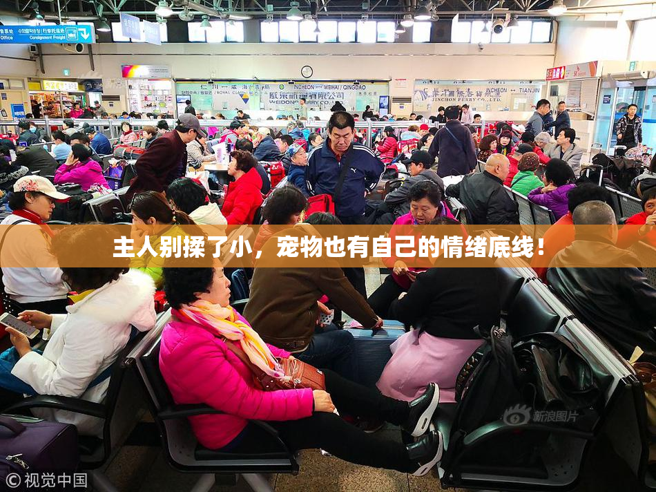 主人别揉了小，宠物也有自己的情绪底线！
