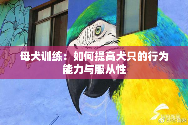 母犬训练：如何提高犬只的行为能力与服从性