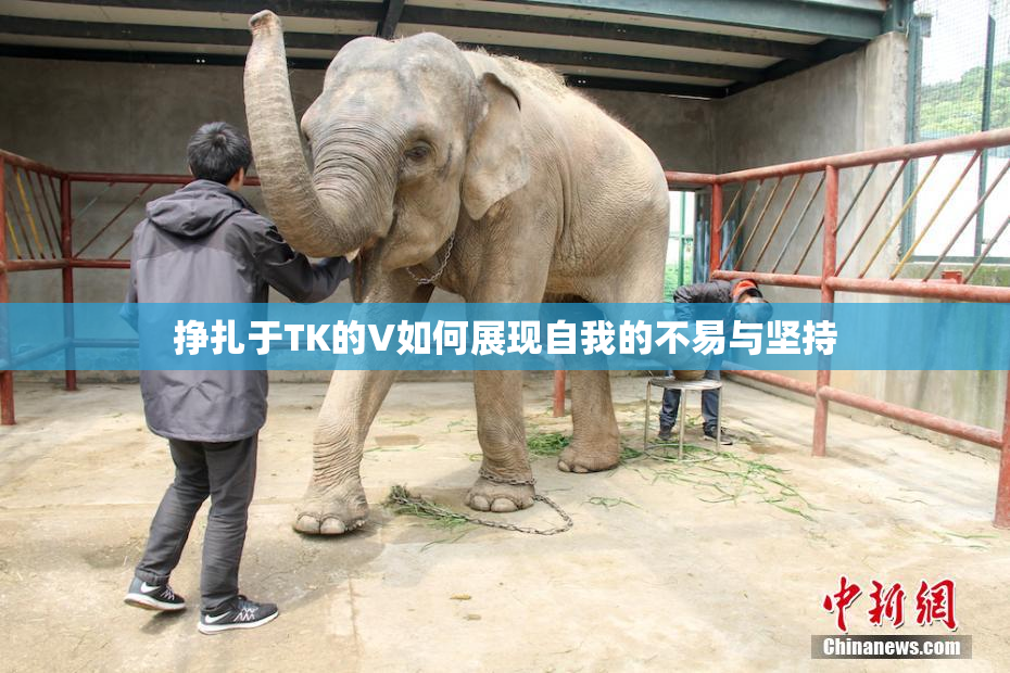 挣扎于TK的V如何展现自我的不易与坚持
