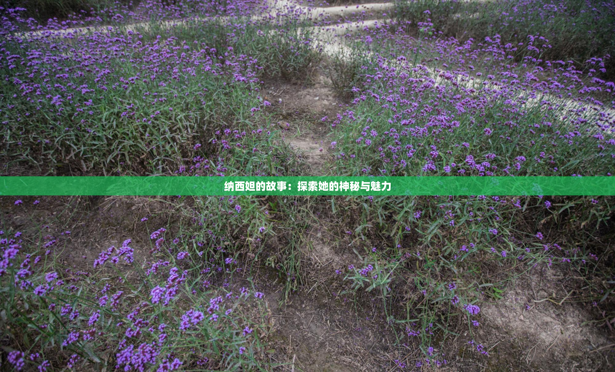 纳西妲的故事：探索她的神秘与魅力
