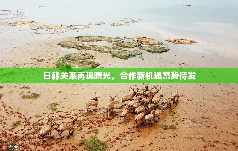 日韩关系再现曙光，合作新机遇蓄势待发