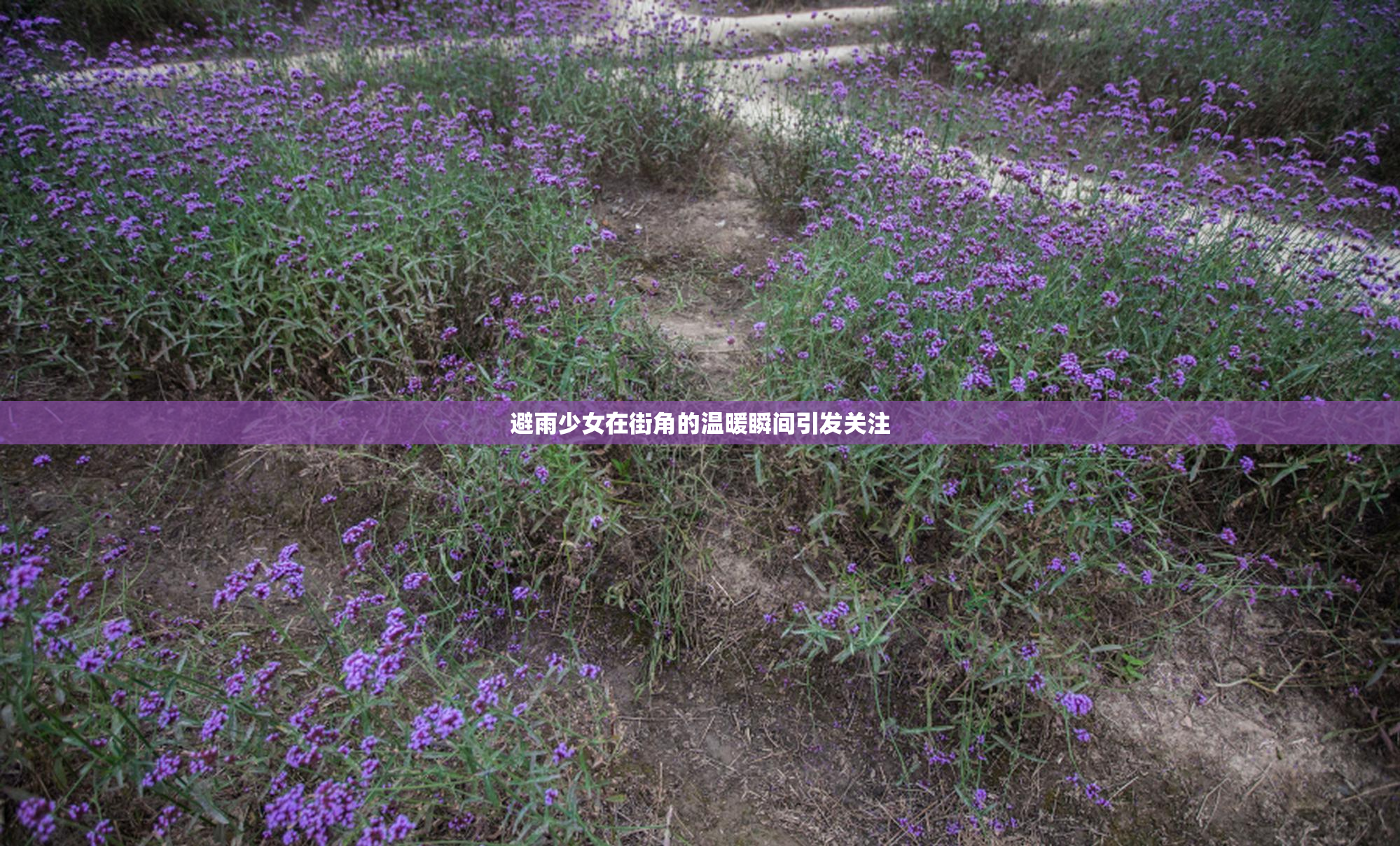 避雨少女在街角的温暖瞬间引发关注