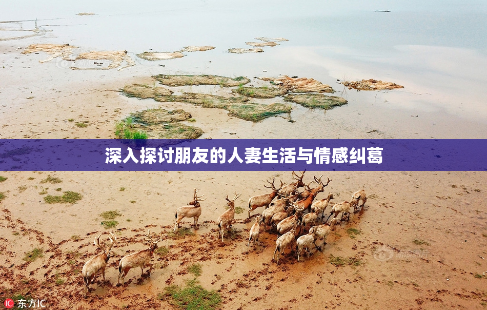 深入探讨朋友的人妻生活与情感纠葛