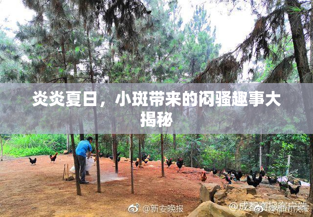 炎炎夏日，小斑带来的闷骚趣事大揭秘