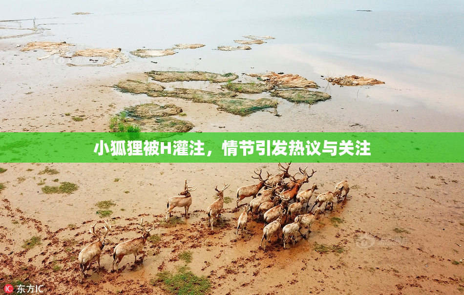 小狐狸被H灌注，情节引发热议与关注