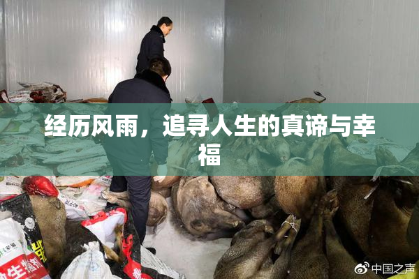 经历风雨，追寻人生的真谛与幸福