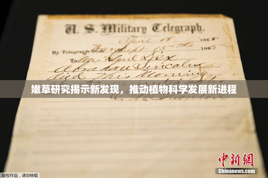 嫩草研究揭示新发现，推动植物科学发展新进程