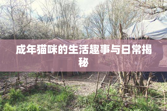 成年猫咪的生活趣事与日常揭秘