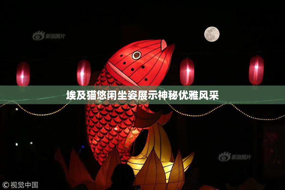 埃及猫悠闲坐姿展示神秘优雅风采