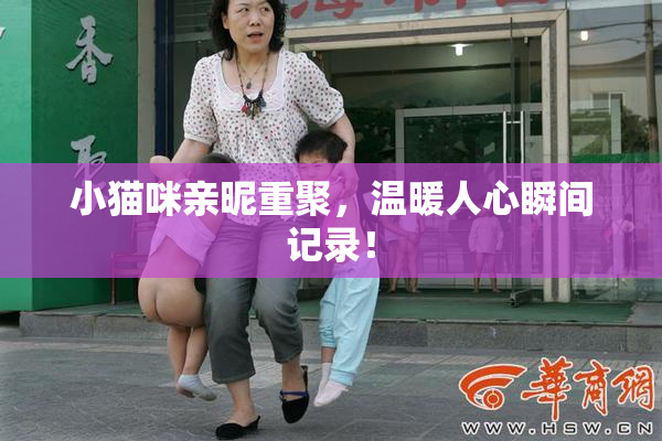 小猫咪亲昵重聚，温暖人心瞬间记录！