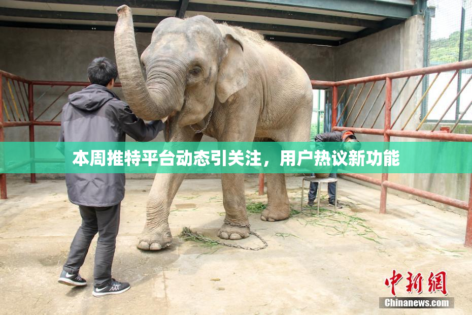 本周推特平台动态引关注，用户热议新功能