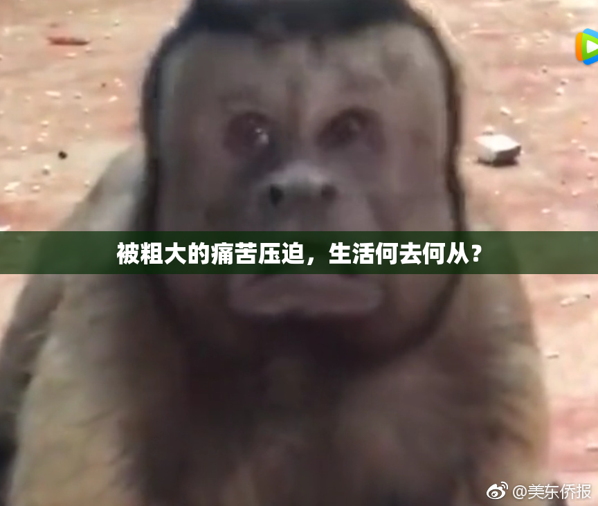 被粗大的痛苦压迫，生活何去何从？