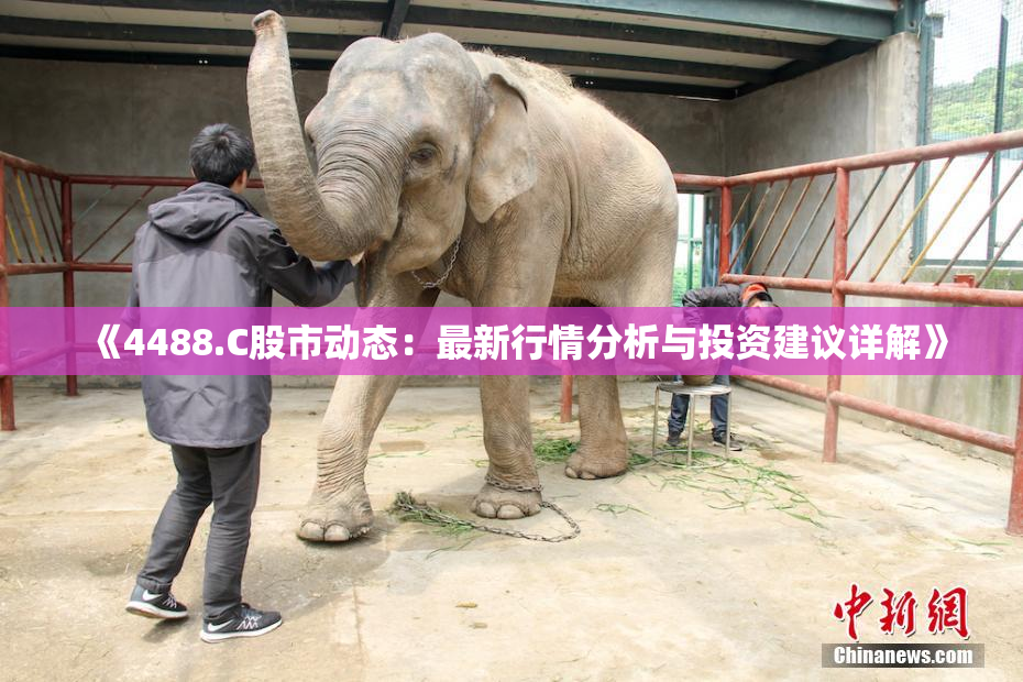《4488.C股市动态：最新行情分析与投资建议详解》