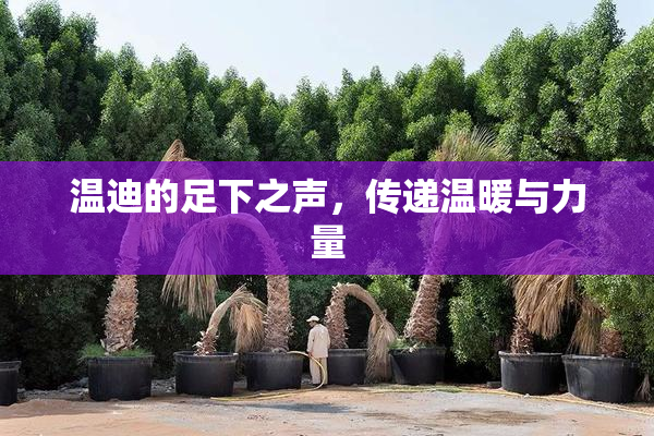 温迪的足下之声，传递温暖与力量