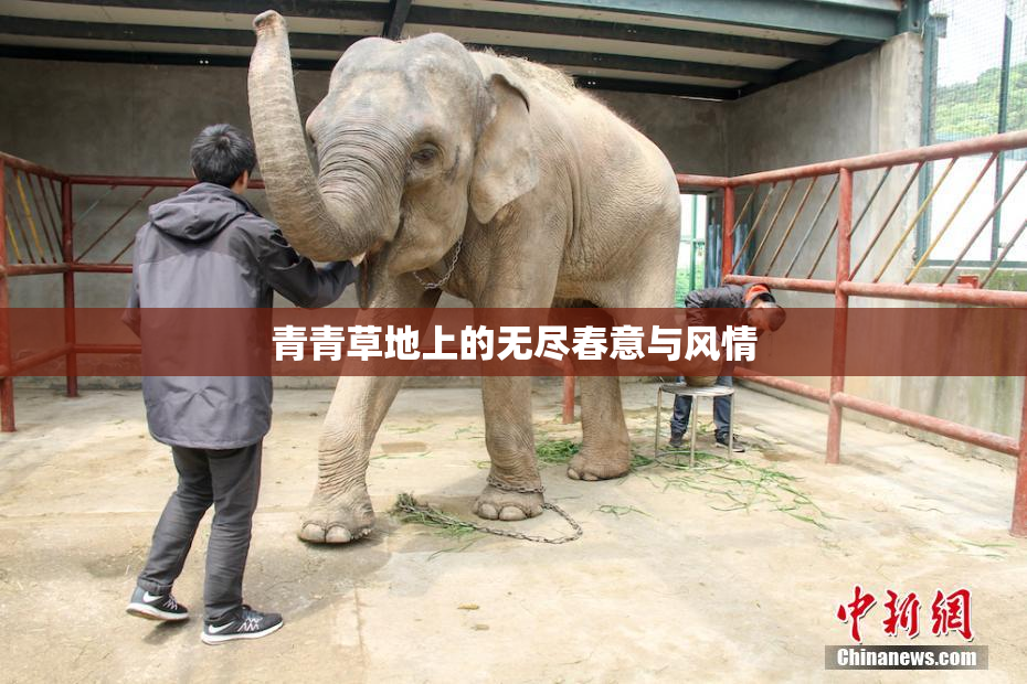 青青草地上的无尽春意与风情