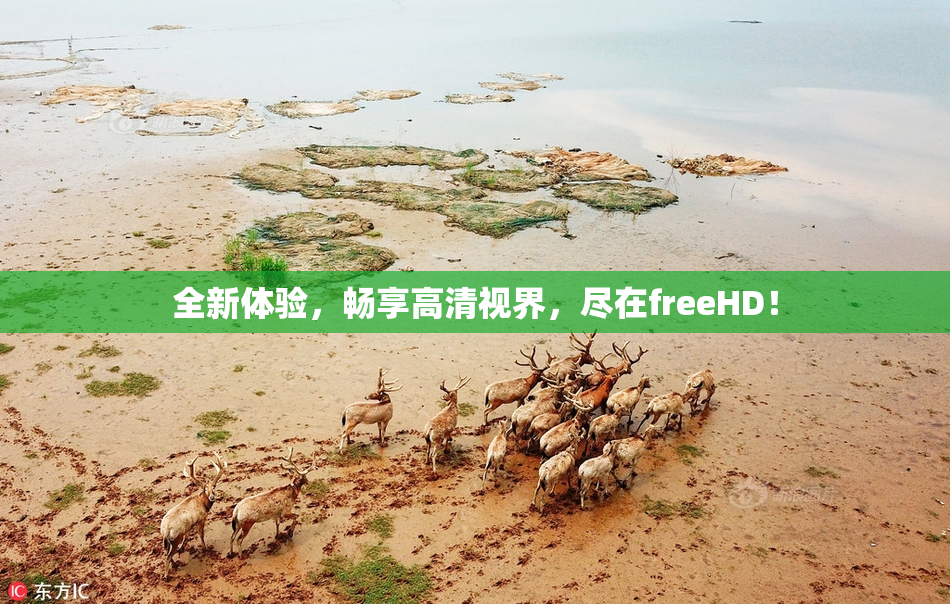 全新体验，畅享高清视界，尽在freeHD！