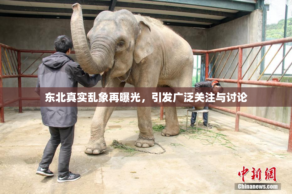 东北真实乱象再曝光，引发广泛关注与讨论