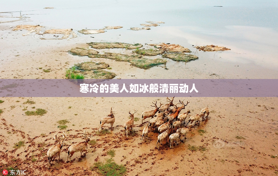 寒冷的美人如冰般清丽动人
