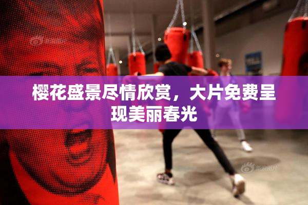 樱花盛景尽情欣赏，大片免费呈现美丽春光