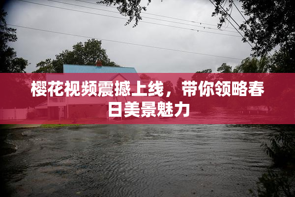樱花视频震撼上线，带你领略春日美景魅力