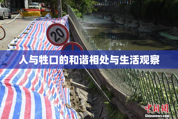 人与牲口的和谐相处与生活观察