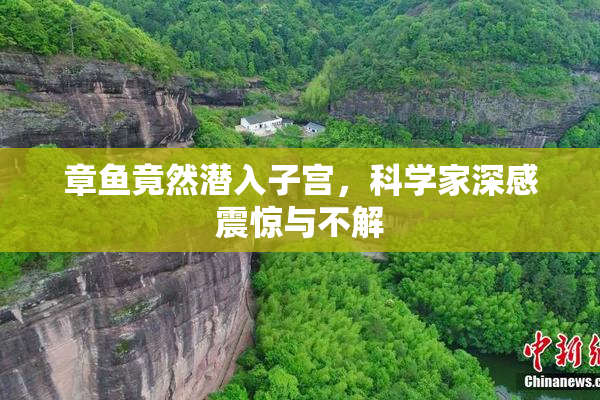 章鱼竟然潜入子宫，科学家深感震惊与不解