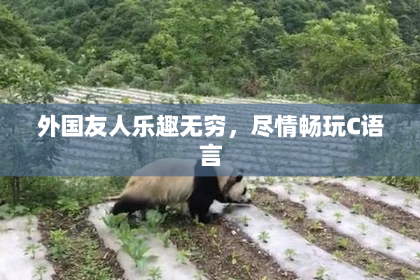 外国友人乐趣无穷，尽情畅玩C语言