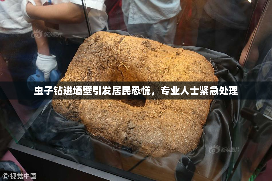 虫子钻进墙壁引发居民恐慌，专业人士紧急处理