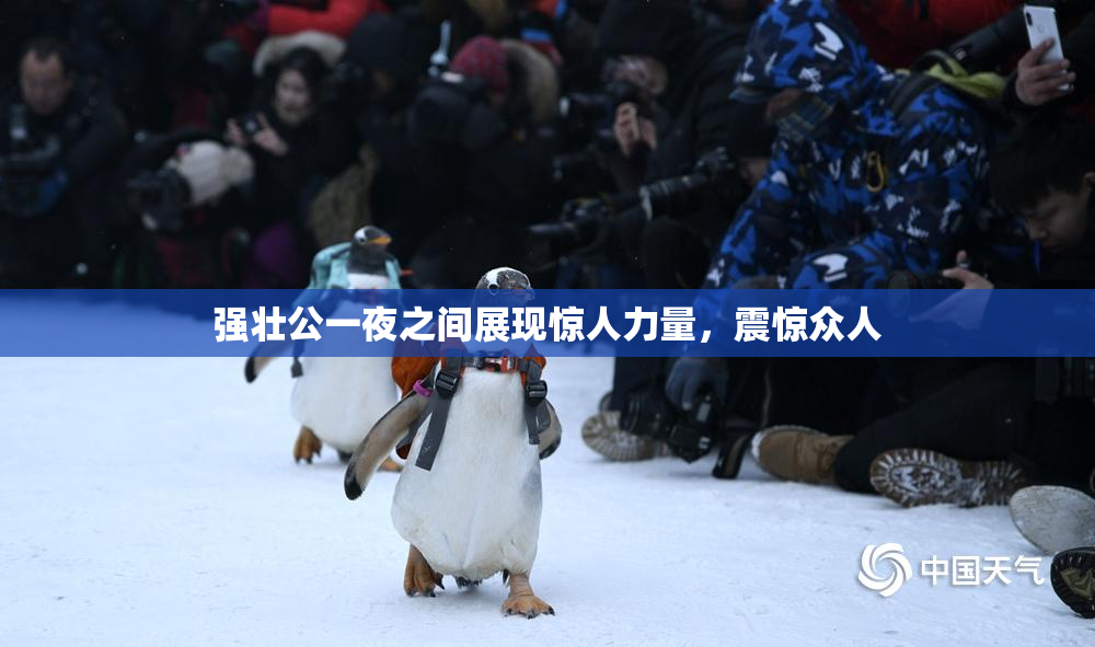 强壮公一夜之间展现惊人力量，震惊众人