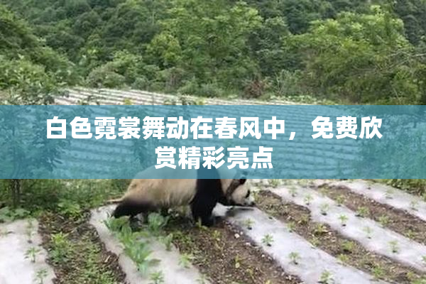 白色霓裳舞动在春风中，免费欣赏精彩亮点