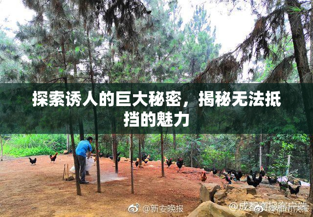 探索诱人的巨大秘密，揭秘无法抵挡的魅力