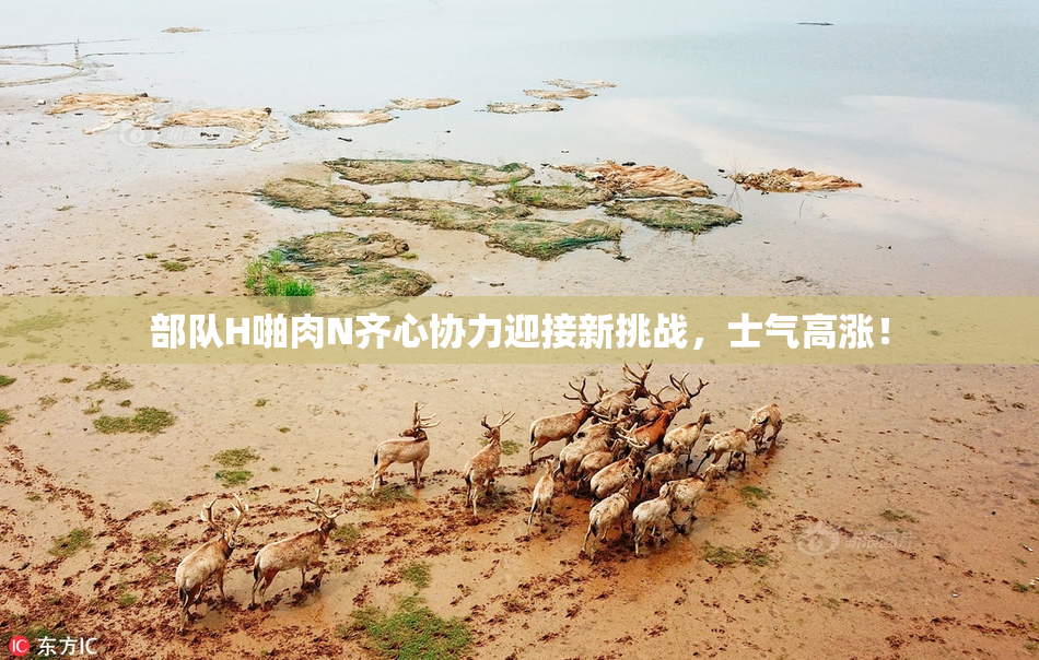 部队H啪肉N齐心协力迎接新挑战，士气高涨！