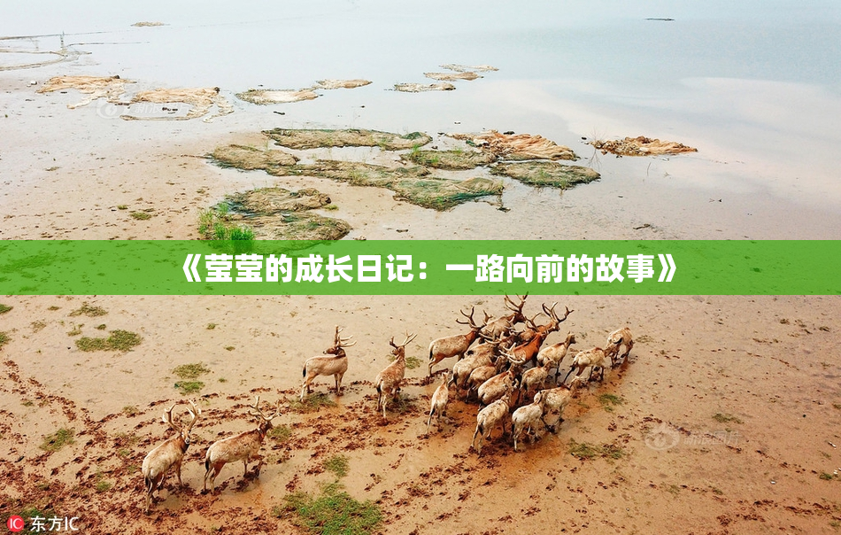 《莹莹的成长日记：一路向前的故事》