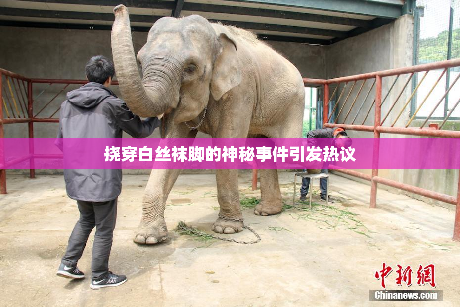 挠穿白丝袜脚的神秘事件引发热议