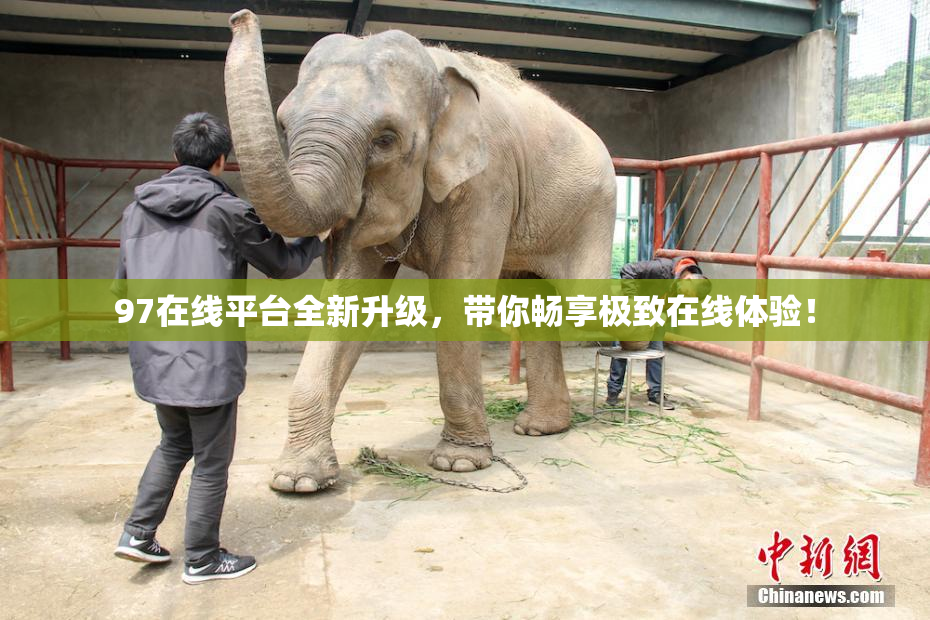 97在线平台全新升级，带你畅享极致在线体验！