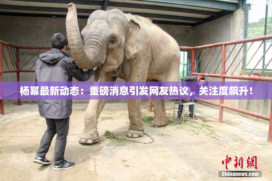 杨幂最新动态：重磅消息引发网友热议，关注度飙升！