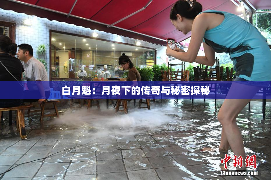 白月魁：月夜下的传奇与秘密探秘